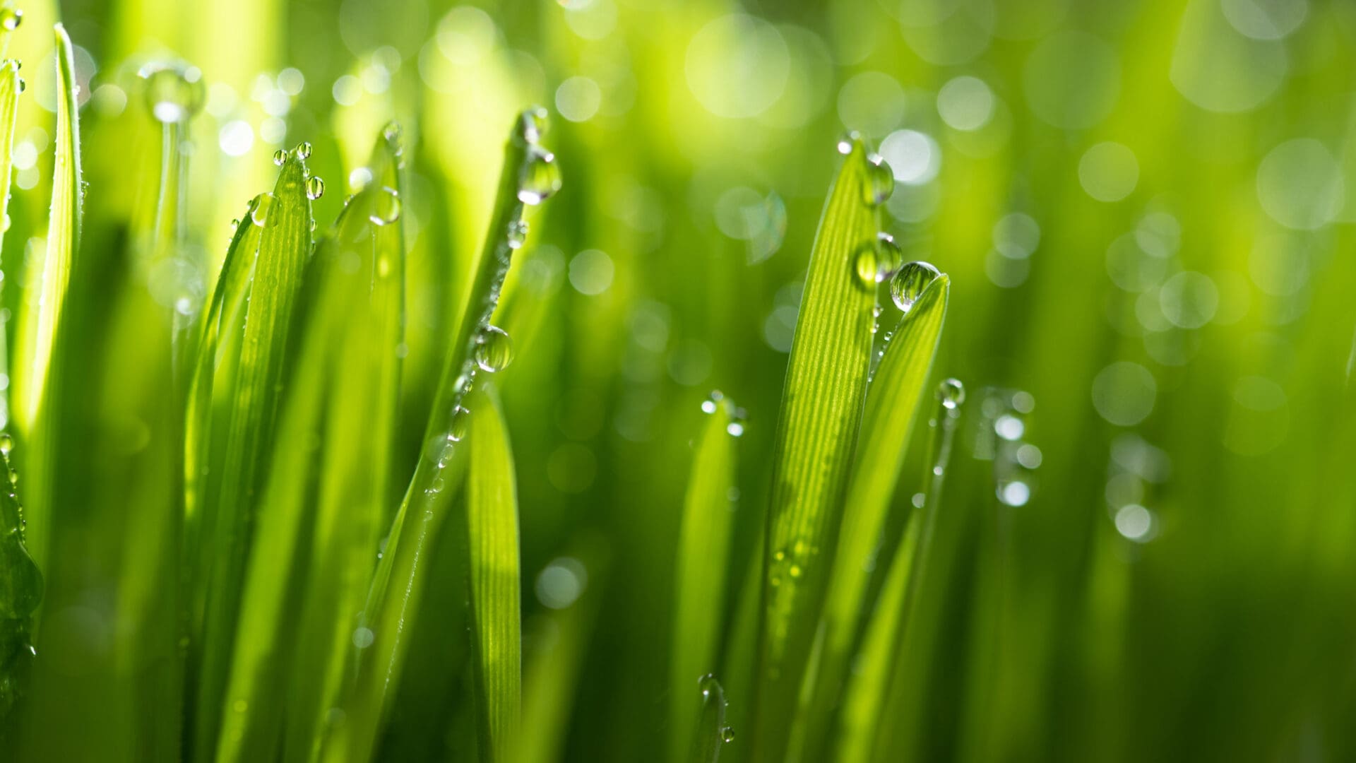 wet spring grass with lawn treatment in nashville